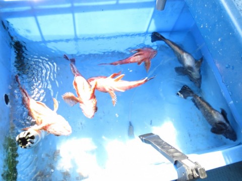 r98udwu226r9n289tdox_480_480-bd95362e.jpg