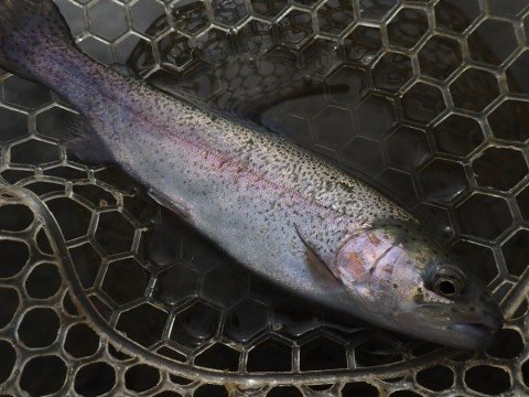 r9evs9zdr3y6th569ng9_480_480-f9c67b5e.jpg
