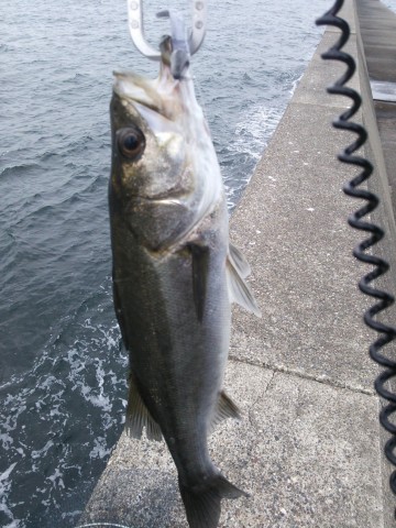 r9m58aji7ioobbaoj2gh_480_480-16c5fd53.jpg