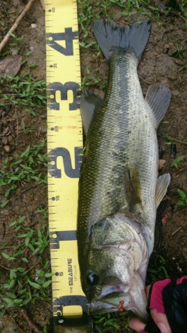 r9mtdoj3mjwx54bssuz5_517_920-5f0c3938.jpg