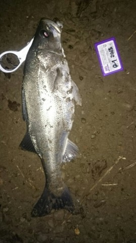 r9ujioh6j9ytdpjwxxgn_518_920-d9295694.jpg