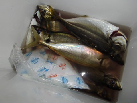 r9utdkv2cghvaaao9bsa_480_480-51731b6a.jpg