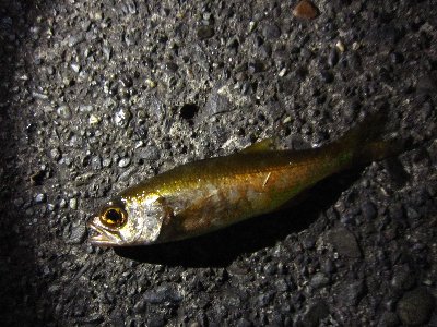 rabdvuab3ykirs9fxtid-43ee35c1.jpg