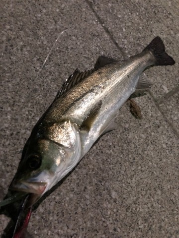 ranwtertchjig9x2ew5m_480_480-623c587f.jpg
