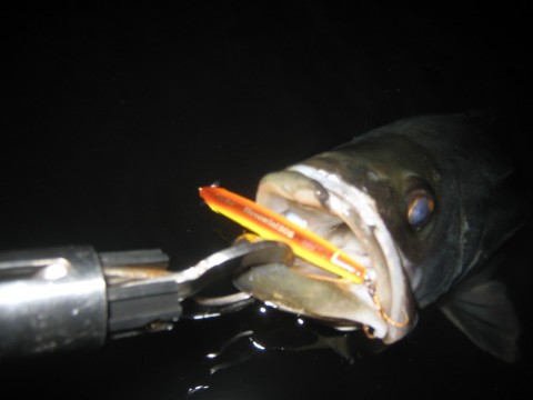 raskxavrz7x73a442xrg_480_480-02d25351.jpg
