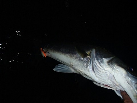 raypfwxxtd8nvax9yvn5_920_690-d23f3355.jpg