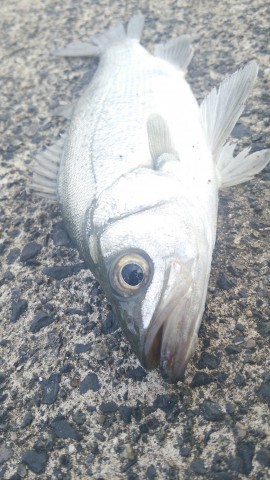 rb58zdm4gnt7x9rarjyr_480_480-e79f8531.jpg