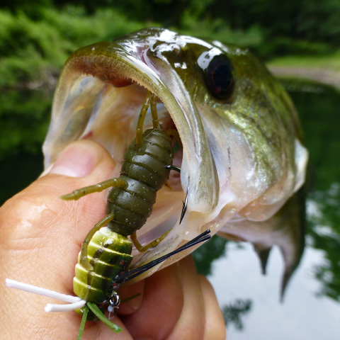 rbe8kn5ksdgz7grumsbb-c5122dd4.jpg