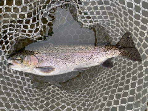 rbve8ax8dwcjmnpr5kwn_480_361-17250174.jpg