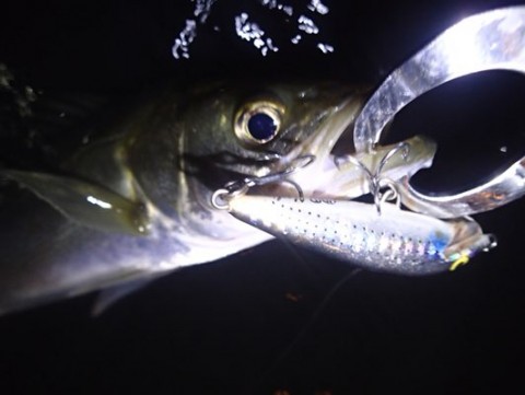 rc2m6oiriak5acgygp77_480_361-c5f4334b.jpg