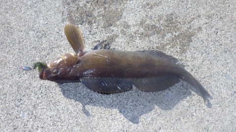 rcgmwbpk5zzgtgnrnrzo_480_480-f78289ae.jpg