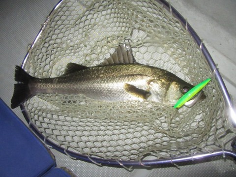 rcha638e8hkowyueymu7_480_480-74306c08.jpg