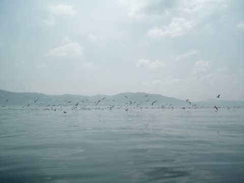 rcvpvkhahsvuhcc492th_480_480-d8e0fd68.jpg