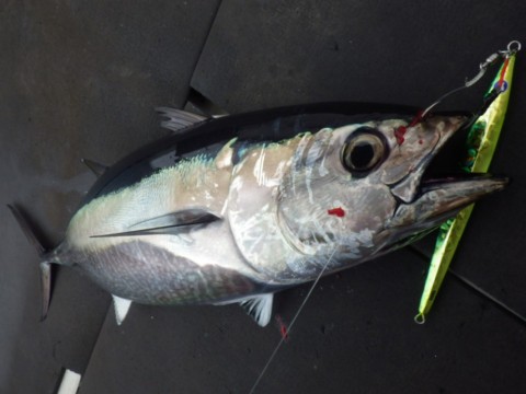 rd53gwxxkp8sai4aopaa_480_480-f86cc295.jpg