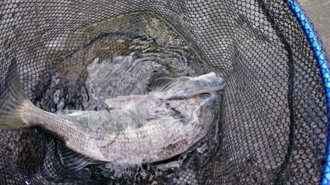rd54nywadgpcmga7h43f_480_480-0f01f6d9.jpg