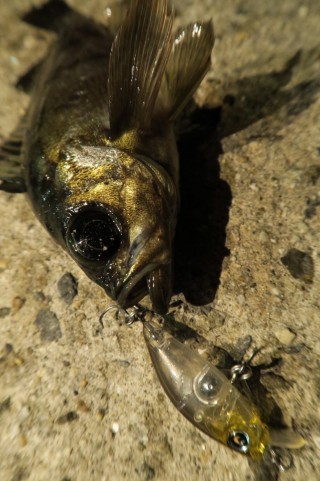 rd633hzzrkkmftc2zxwh_480_480-4ad01e29.jpg