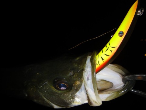 rdftrisygs2dkwfdcwpt_480_480-e6c59724.jpg