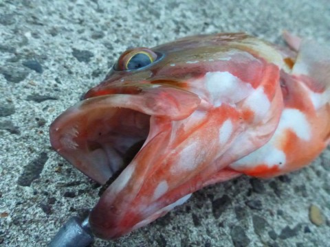 rdra6avfvgfe2mtzcvx9_480_480-3641ed1d.jpg