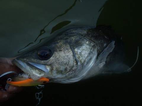 rdxu6p3x73gsgx7pown7_480_480-f09489ed.jpg