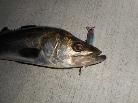 re72wibw4ynfn42nkw46_480_480-16f10d68.jpg