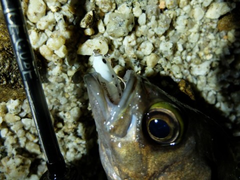 6jj289iicshtroikon4b_480_480-2c6188d4.jpg