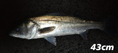 reo3cagpig3kk9jdask3-c1260de3.jpg