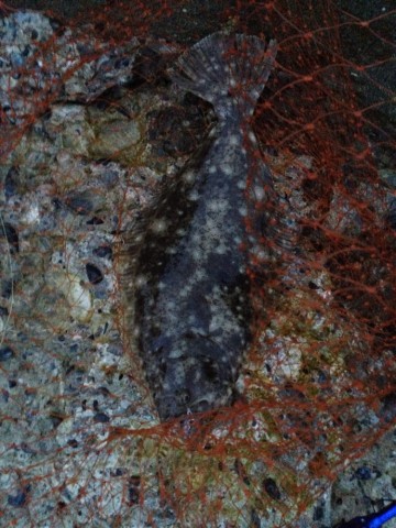 retxgu6keci6h7aa6chk_690_920-fdab216e.jpg