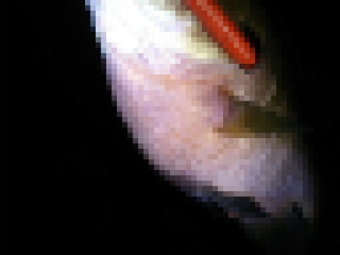 rf9h2wfztuxuudncwmv3_480_480-c2a2fc6b.jpg