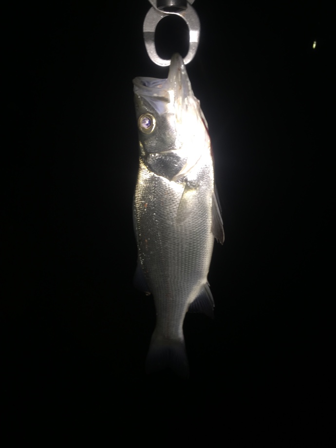 Fishing on the Beat】 ワールドシャウラ17113R-2