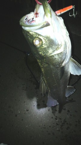 rfm9sfguajmkbtniwphu_480_480-c6245ef1.jpg