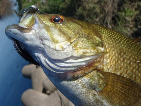 rfvcvfdyhknbkxu6k8ax_480_480-567a98c2.jpg