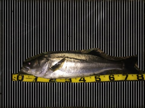 rfzfdakudern4nugfxn3_480_480-8b6b9851.jpg