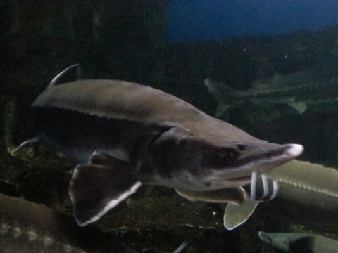 rhbspaw5byovwh9gxjjc_920_690-8e2bf091.jpg