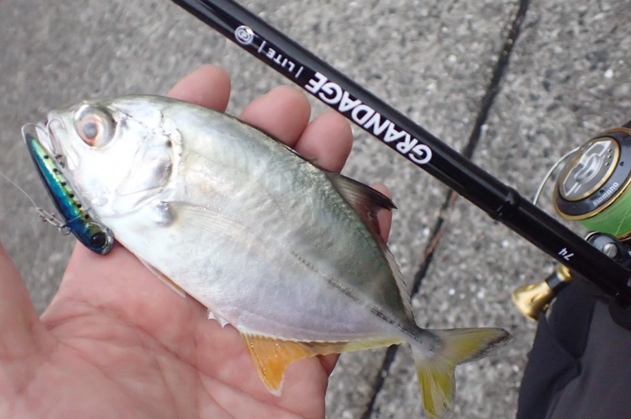 58％以上節約 APIA GRANDAGE LITE 90 グランデージライト90 sushitai 