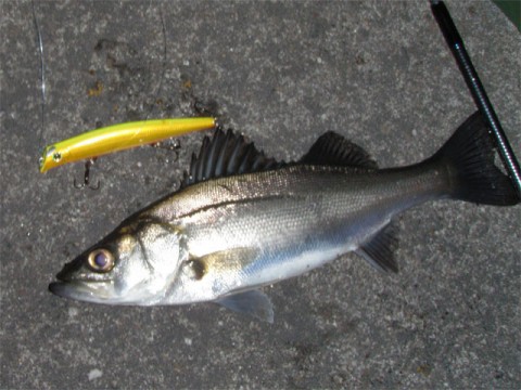 rhrfj7hbtjcj9hdxtoks_480_480-d918f957.jpg