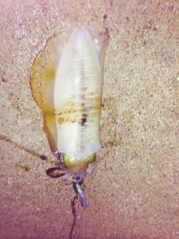 rhyofwhdv6782fgyo2j5_480_480-1690e0b9.jpg