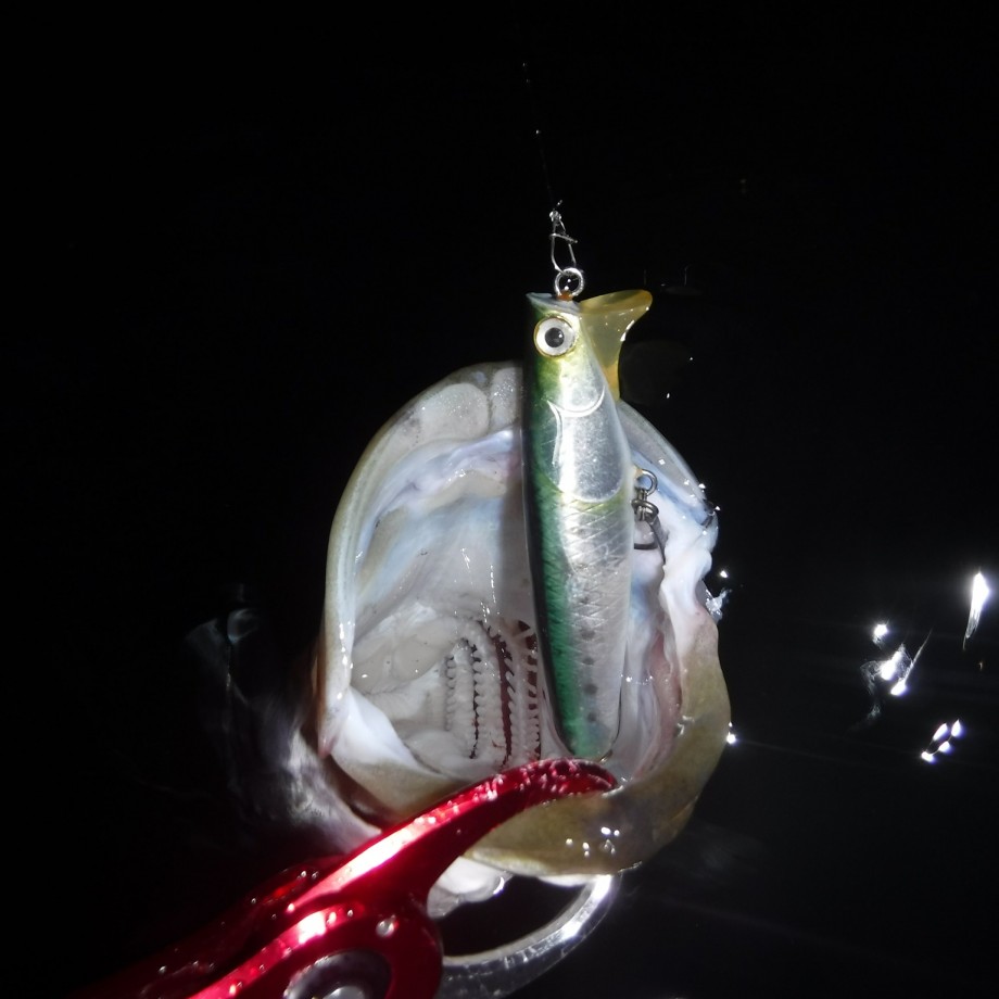 釣りログ 晩夏の干潟へ 釣りログ 晩夏の干潟へ