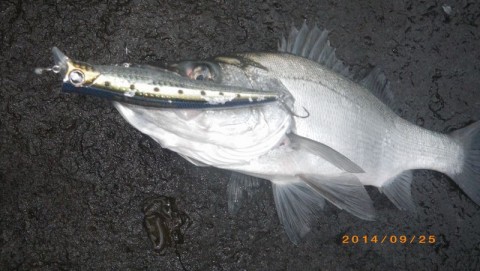 rib6ogxvo445ef49ewaa_480_480-7966e3ca.jpg