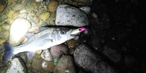 ris4gphrjoxc6xjcbjff_480_480-7d86dba7.jpg