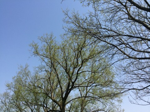 riv7be2hgnbpazjwkyyg_480_480-9d23e623.jpg