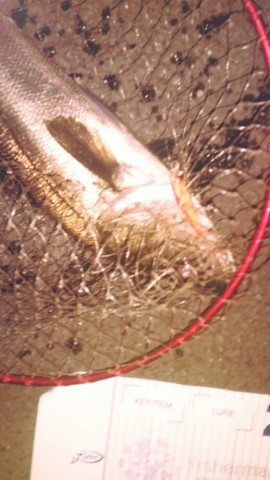 rivmf6wcspfm44u6n39k_518_920-26b4409f.jpg