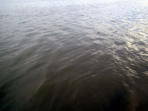 rivmyzb6td3wy5xrwbcy_480_480-25dc8ed8.jpg