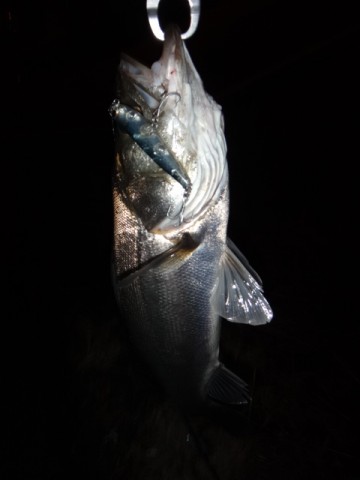 rizob9mm7fw77jcck7se_480_480-52b011a1.jpg