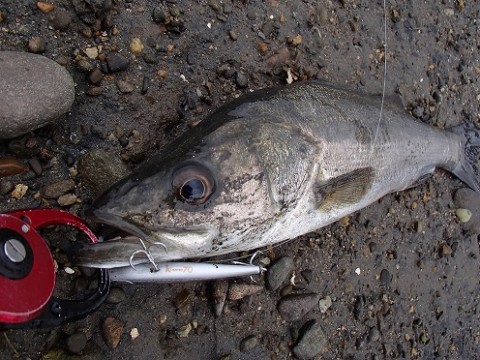 rkau9u9inyt36j8yacej_480_480-04f60873.jpg