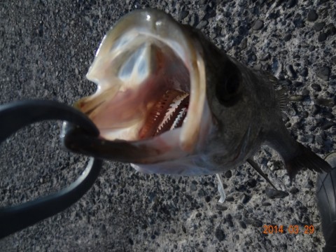 rm4cnskod33k2xv6w3ej_480_480-7b7c8d09.jpg