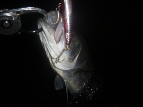 rm57hneytpma9echgv76_480_480-65707706.jpg