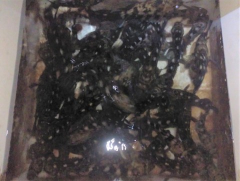 rm5xfe8eoyunntcz6bpj_480_480-f048bbff.jpg
