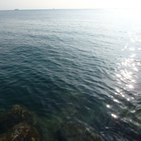 rn2fbdt2c577rps87ij8_480_480-78639290.jpg