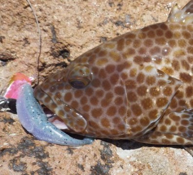 rndvjxndgvtyfgdifw93_440_400-48e62915.jpg
