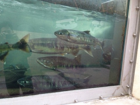 rnvh9hhwkc2eatodr5vi_920_690-88e53534.jpg